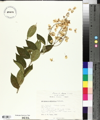 Securidaca sylvestris image