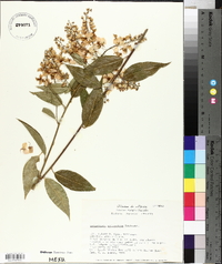 Securidaca sylvestris image