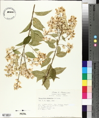 Securidaca sylvestris image