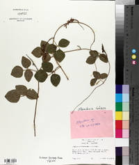 Rhynchosia latifolia image