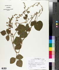 Rhynchosia latifolia image