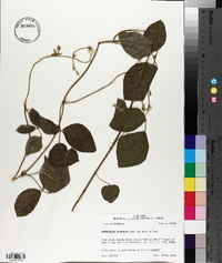 Rhynchosia latifolia image