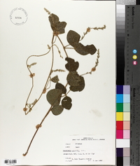 Rhynchosia latifolia image