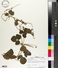 Rhynchosia latifolia image