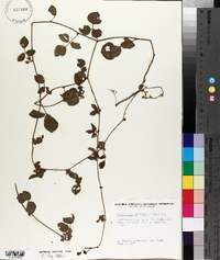 Rhynchosia difformis image