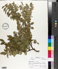 Styphnolobium affine image