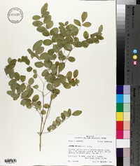 Styphnolobium affine image