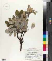 Dermatophyllum secundiflorum image