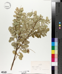 Sophora tomentosa image