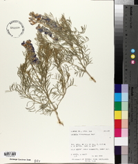 Sophora stenophylla image