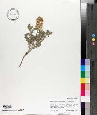 Sophora nuttalliana image