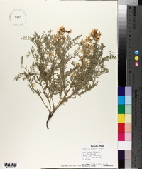 Sophora nuttalliana image