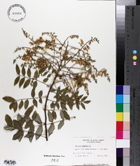 Sophora japonica image