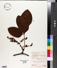 Spatholobus ferrugineus image