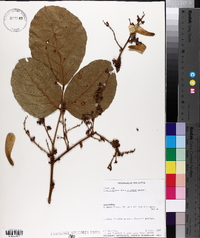 Spatholobus ferrugineus image