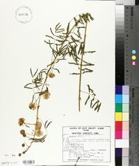 Mimosa microphylla image