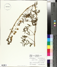 Mimosa rupertiana image