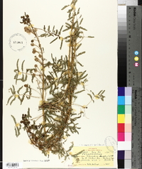 Mimosa nuttallii image
