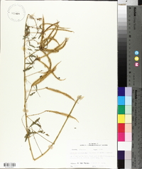 Mimosa microphylla image
