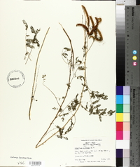 Mimosa microphylla image