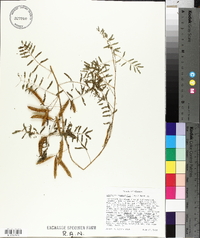 Mimosa microphylla image