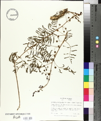Mimosa microphylla image