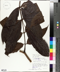 Saraca thaipingensis image