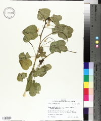 Senna obtusifolia image