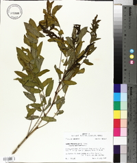 Senna marilandica image