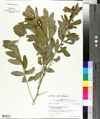 Senna occidentalis image