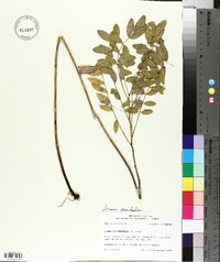Senna marilandica image