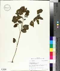 Senna marilandica image
