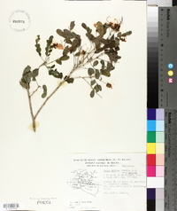 Senna pallida var. pallida image