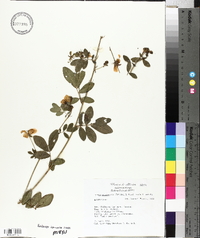 Senna cobanensis image