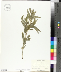 Senna robiniifolia image