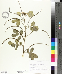 Senna obtusifolia image