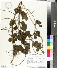 Senna obtusifolia image