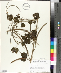 Senna obtusifolia image