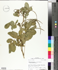 Senna obtusifolia image