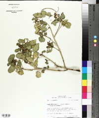 Senna obtusifolia image