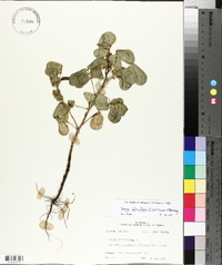 Senna obtusifolia image