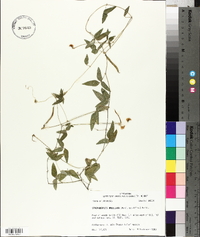 Strophostyles umbellata image