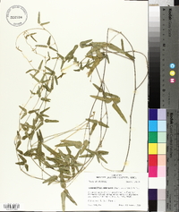 Strophostyles umbellata image
