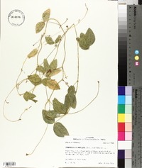 Strophostyles umbellata image