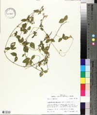 Strophostyles umbellata image