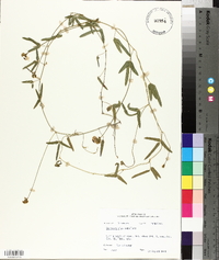 Strophostyles umbellata image