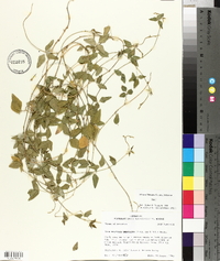Strophostyles umbellata image
