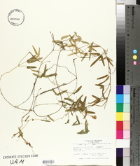 Strophostyles umbellata image