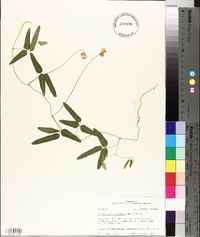 Strophostyles umbellata image