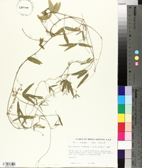 Strophostyles leiosperma image